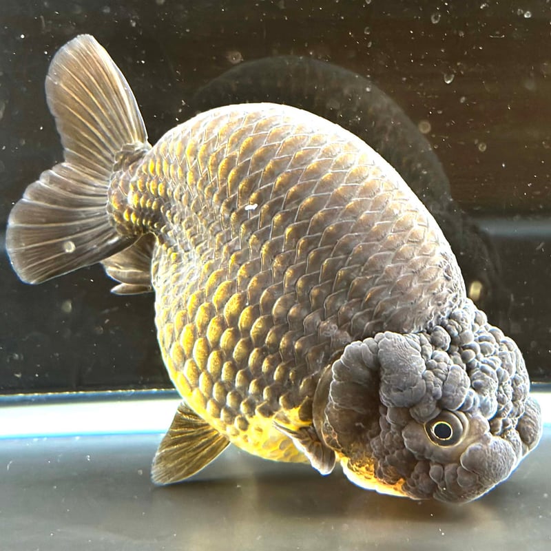 2.5Dの立体的な金魚オブジェ 2.5Dの立体的な金魚オブジェ - メルカリ