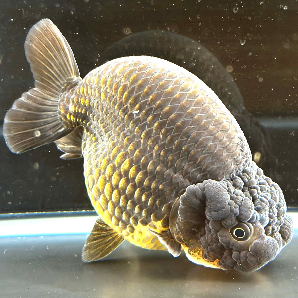 【中古】 SELANGOR 金魚のデザイン 中古】 SELANGOR 金魚のデザイン 580719-1.jpg