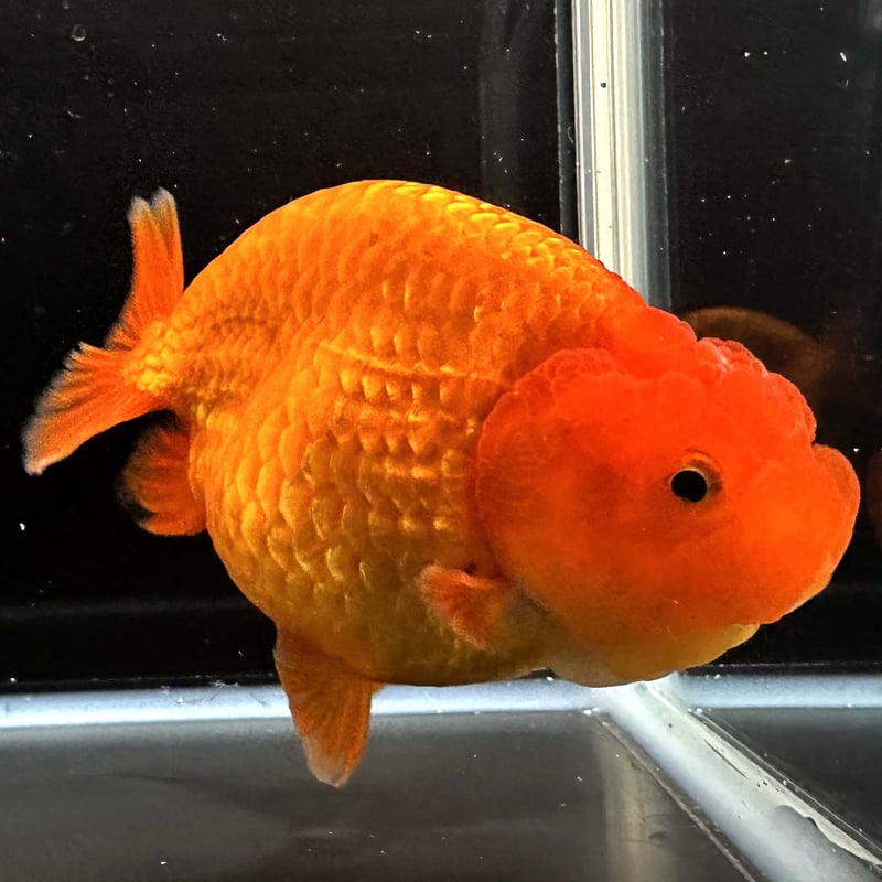 ヤチコダルマ　赤　フランケン タイ産】鬼フンタン素赤らんちゅう | goodsgoldfishshop nagoya