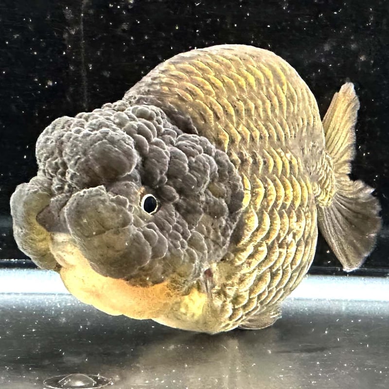 タイ産】鬼フンタン◇金鱗 黒らんちゅう◇らんちゅう◇シャンパン