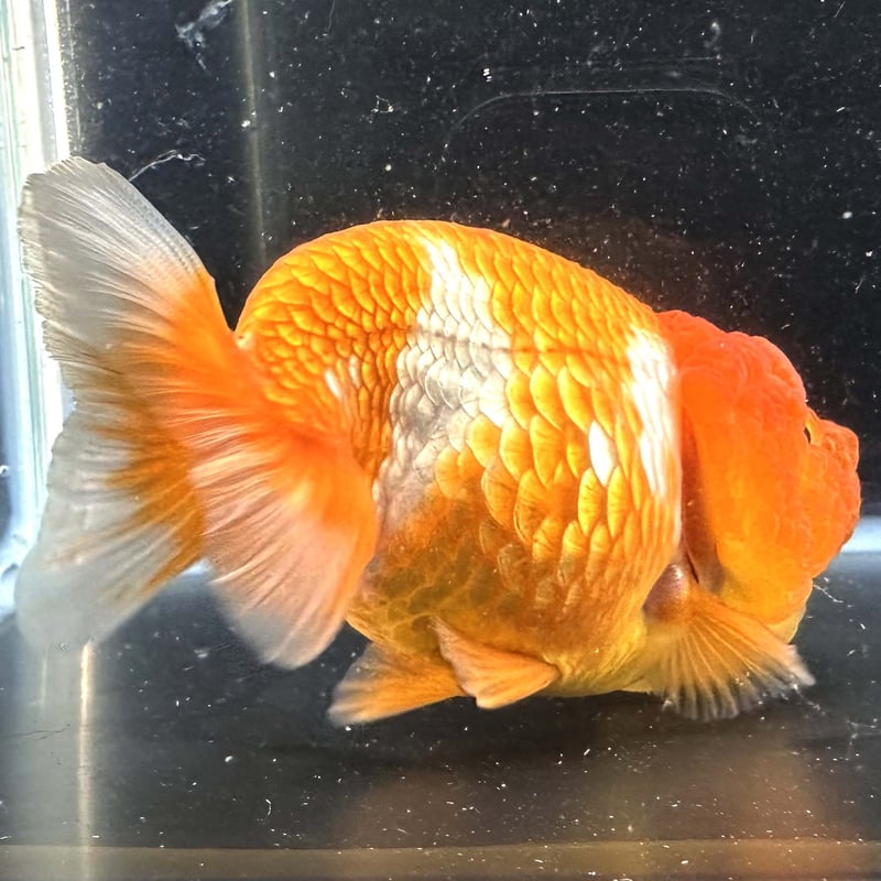 タイ産】鬼フンタン赤勝ち更紗らんちゅう | goodsgoldfishshop nagoya