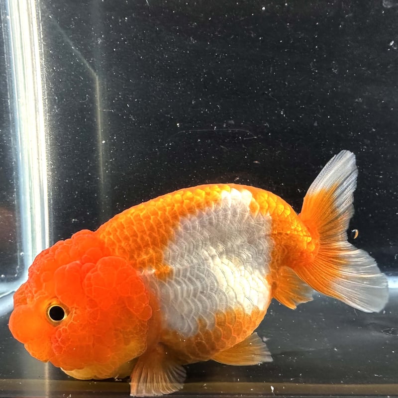 タイ産】鬼フンタン赤勝ち更紗らんちゅう | goodsgoldfishshop nagoya