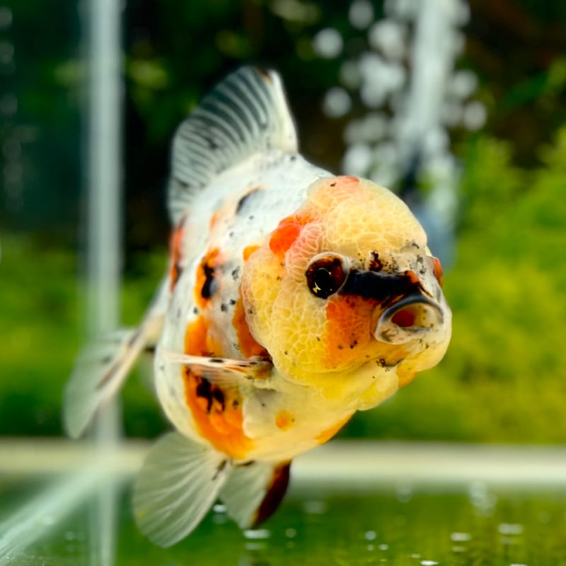 お魚様　確認用 YAYOI PAGE12: PP下敷テープANNの商品情報