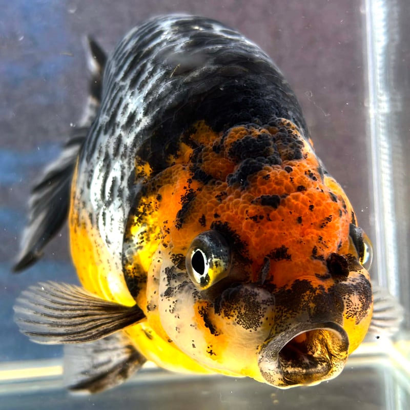 深見養魚場産】フンタン墨江戸錦 | goodsgoldfishshop nagoya STORE 深見養魚場産】フンタン墨江戸錦 | goodsgoldfishshop nagoya STORE