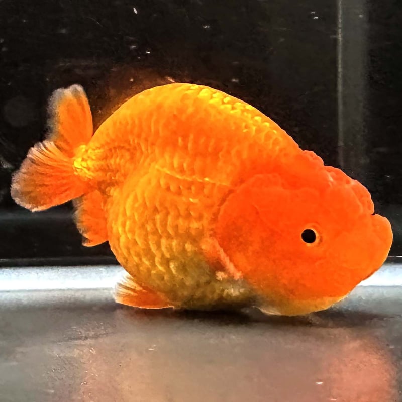 タイ産】鬼フンタン素赤らんちゅう | goodsgoldfishshop nagoya STORE