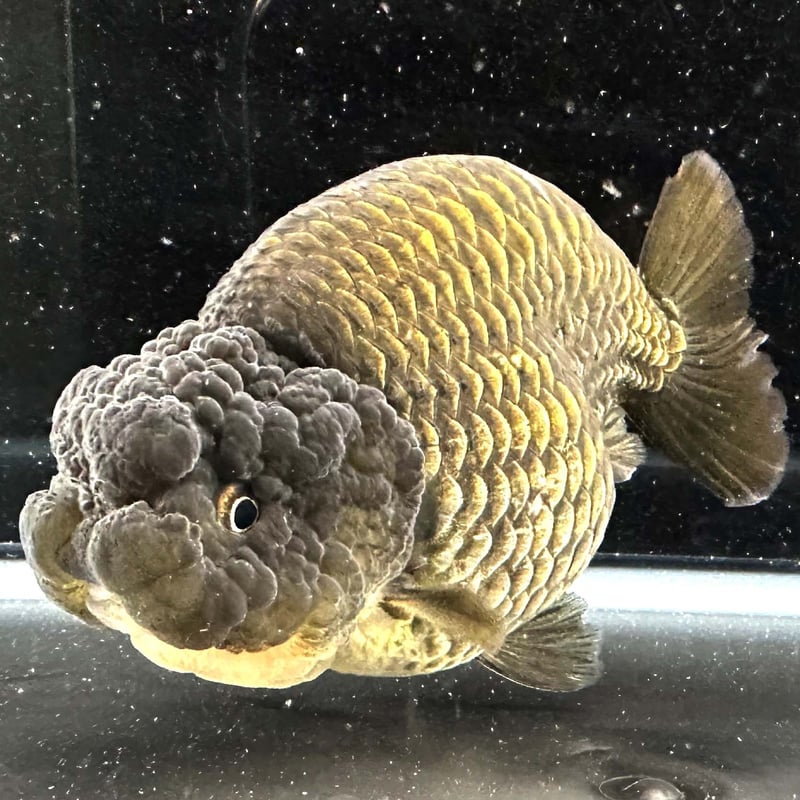 タイ産】鬼フンタン◇金鱗 黒らんちゅう◇らんちゅう◇シャンパン