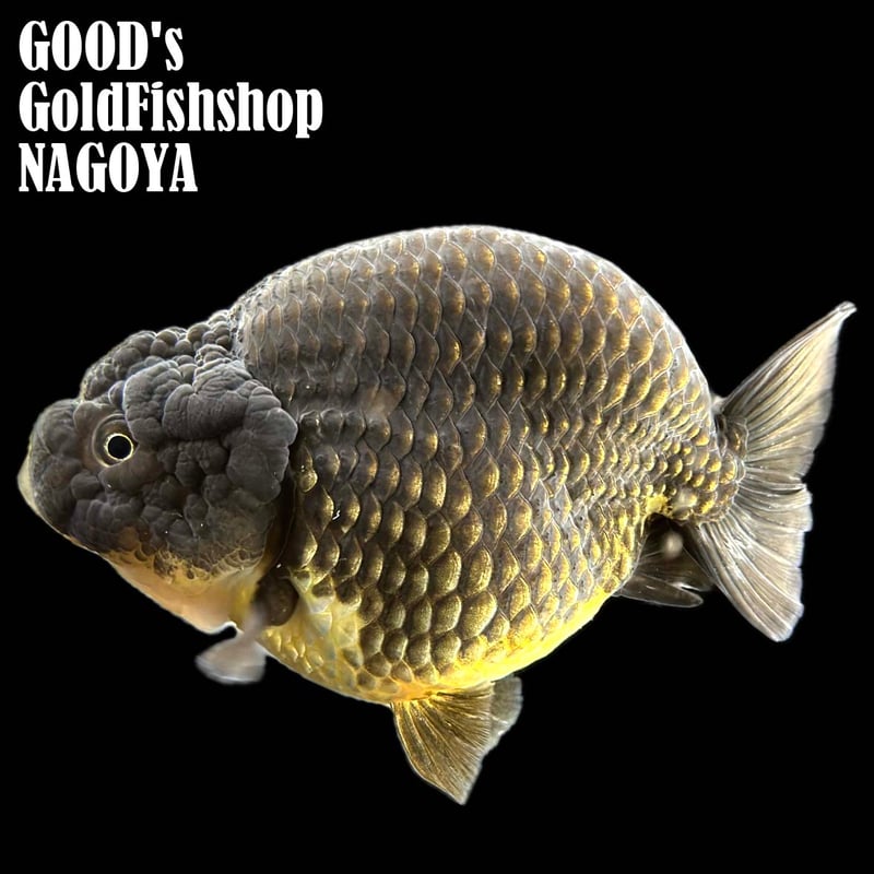 タイ産】鬼フンタン 金鱗黒らんちゅう | goodsgoldfishshop nagoya 