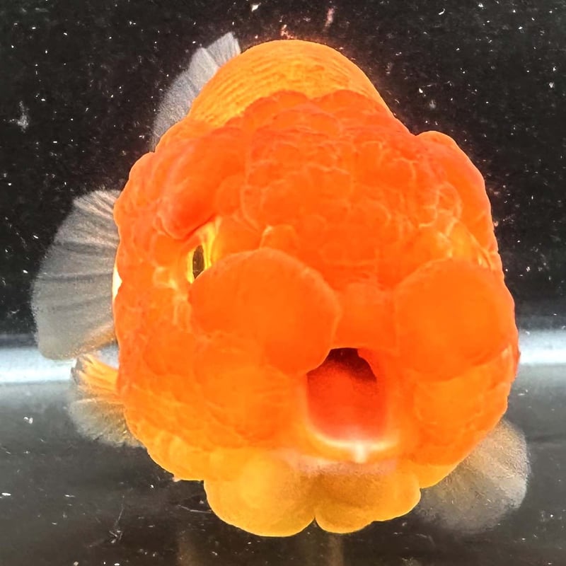 タイ産】鬼フンタン赤勝ち更紗らんちゅう | goodsgoldfishshop nagoya