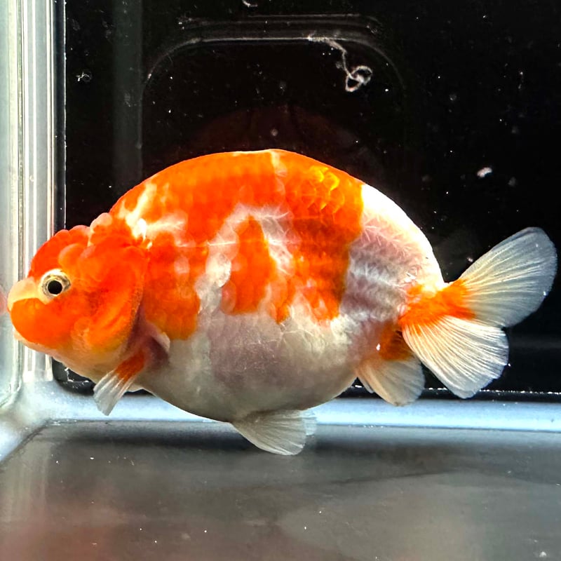 タイ産】鬼フンタン◇桜錦◇カモフラサクラ | goodsgoldfishshop タイ産】鬼フンタン◇桜錦◇カモフラサクラ | goodsgoldfishshop