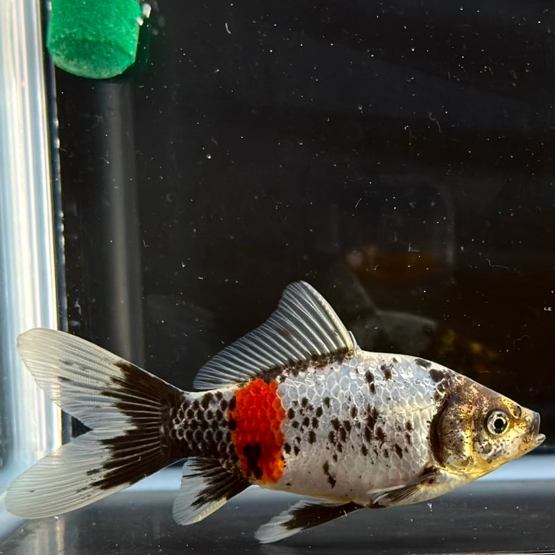 有名愛好家様作◇墨銀鱗朱文金◇キャリコ◇(鮒尾和金 フナ尾