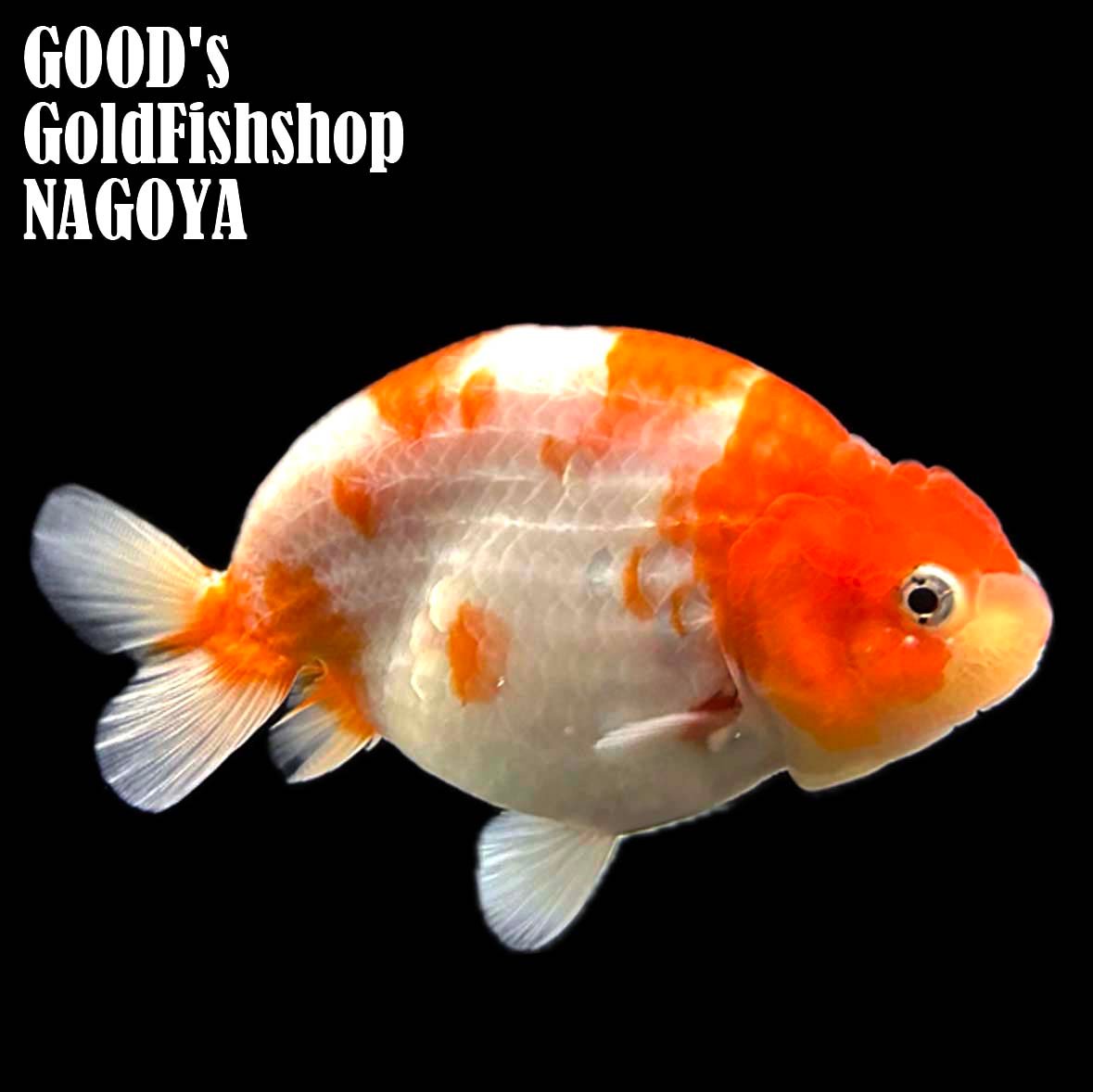 【タイ産】鬼フンタン 桜錦 カモフラサクラ | goodsgoldfishshop nagoy...