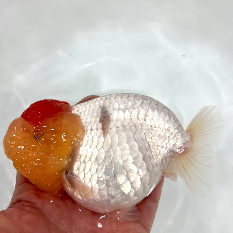 なちゅ MYSTERIOUS HEART DIAMOND NECKLACE 0.08ct(2ZN2072)K18