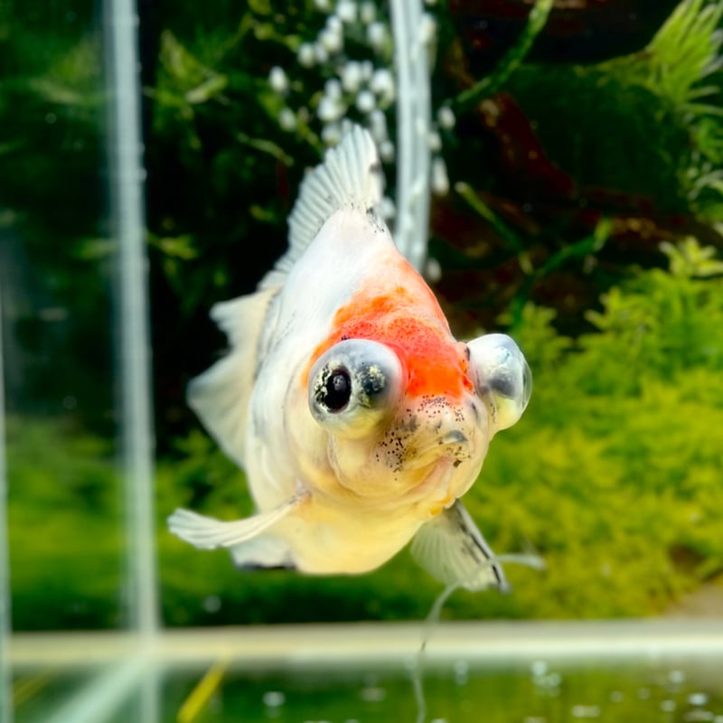 薩摩産】キャリコ 出目金 デメキン◇浅葱 透明鱗 三色