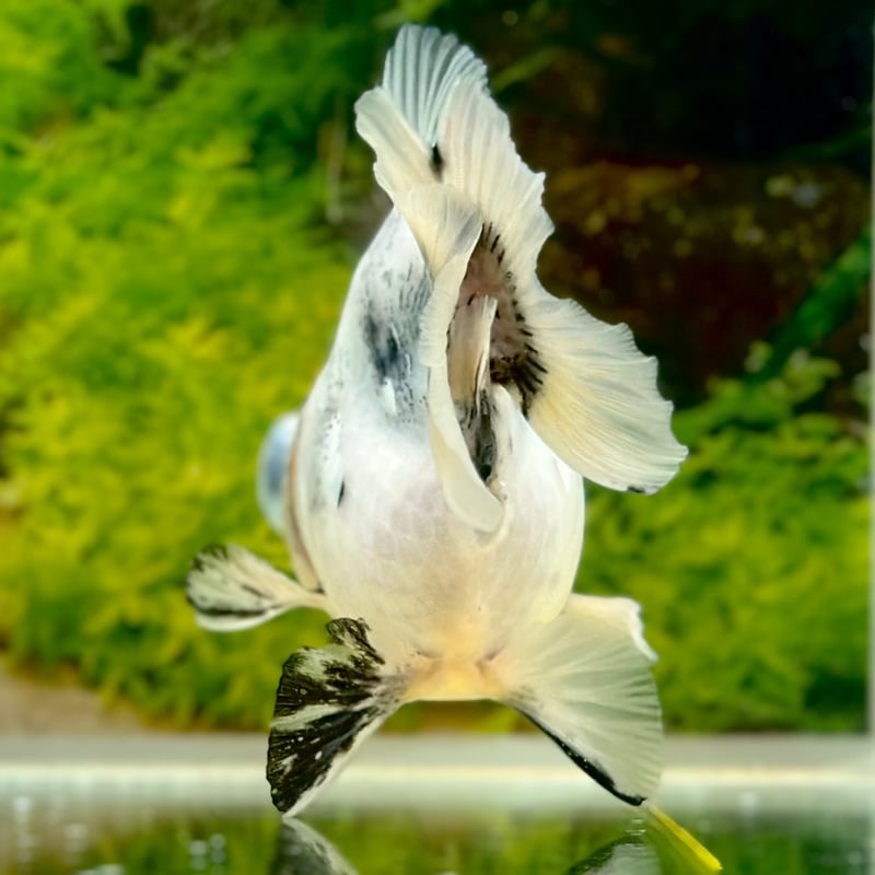 高麗末期金海刷毛目椀 高麗末期金海刷毛目椀