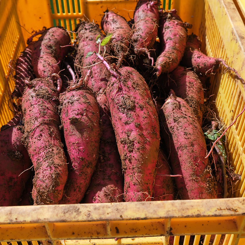さつまいも 2kg （新潟県産） | 株式会社稲作ほしの