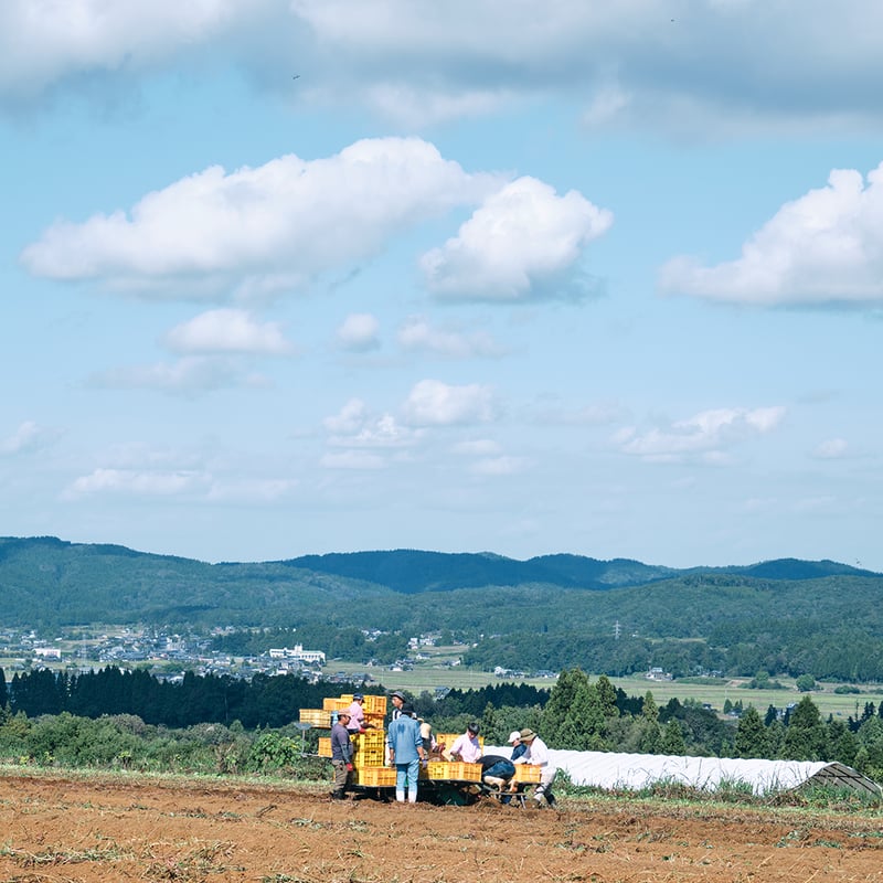 さつまいも 2kg （下田産） | 株式会社稲作ほしの