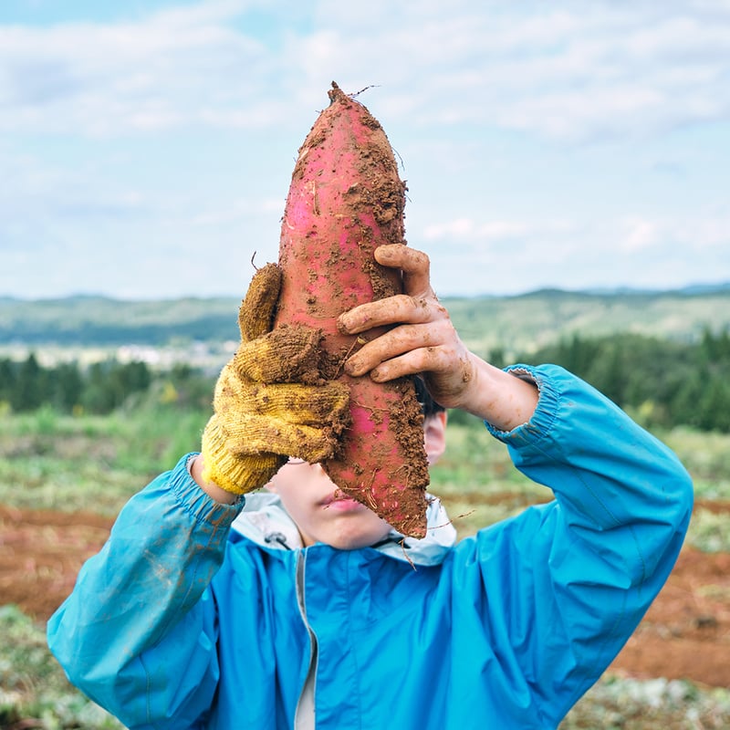 さつまいも 2kg （下田産） | 株式会社稲作ほしの
