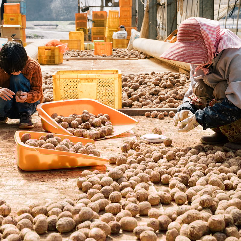さといも 2kg （下田産） | 株式会社稲作ほしの