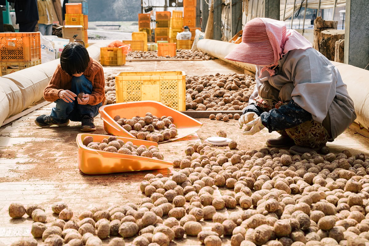 さといも 2kg （下田産） | 株式会社稲作ほしの