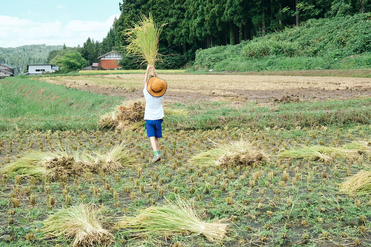 ほしの米 精米 10kg (2024年産(令和6年産) 下田産 従来 ほしの米 精米 10kg (2024年産(令和6年産) 下田産 従来