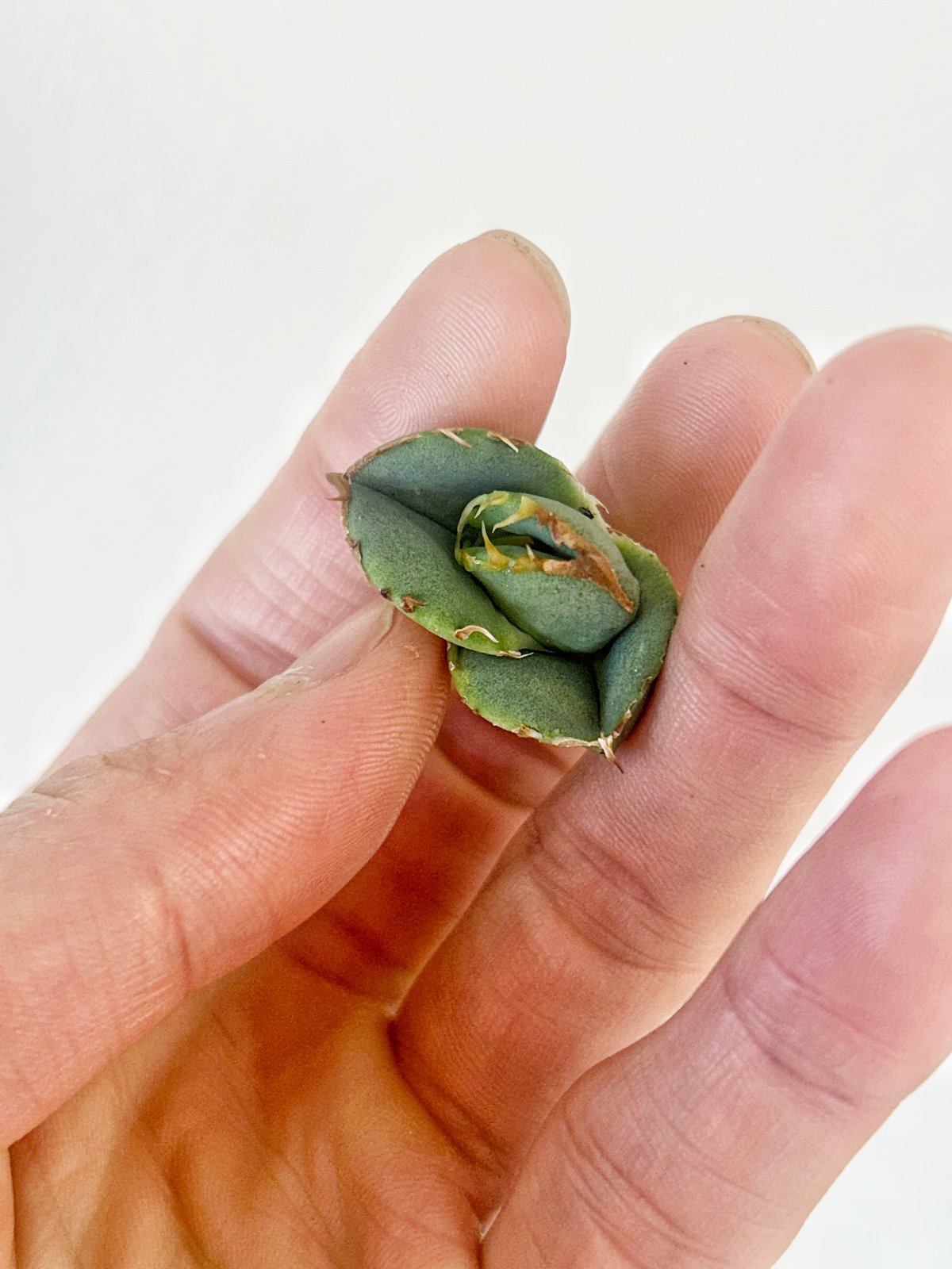 アガベ 鰐亀 裏表ブツブツ 裏棘 子株 | アガベ専門店 Heart plants.