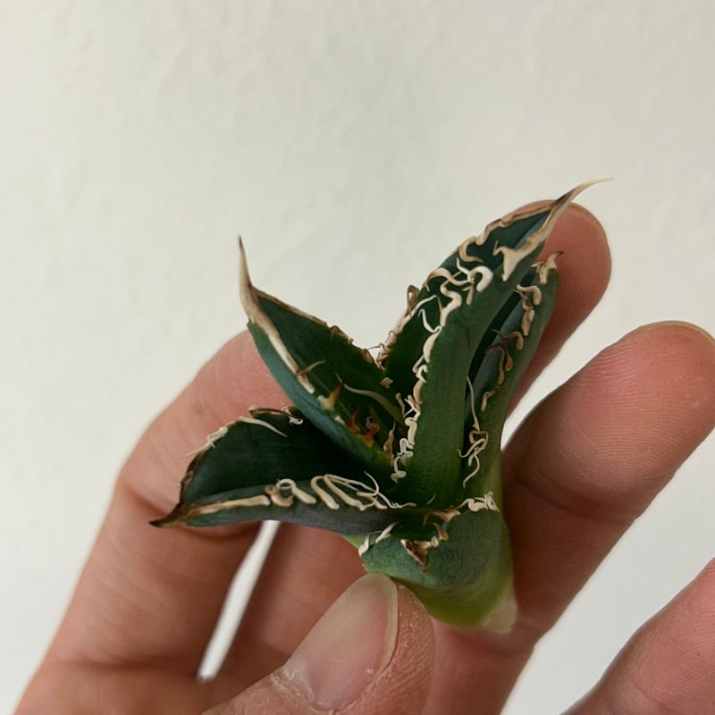 アガベ 穿山甲 センザンコウ 裏棘 トップ極太 コレクション株 | アガベ