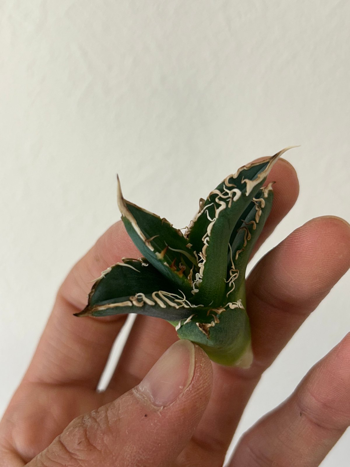 アガベ　オテロイ　穿山甲　中株　センザンコウ アガベ オテロイ 穿山甲 中株 センザンコウ アガベ オテロイ 穿山甲 中