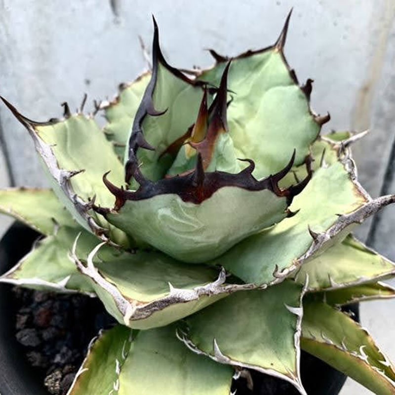 アガベ ノーネーム 黒棘オテロイ ライムグリーン葉 | Heartplants