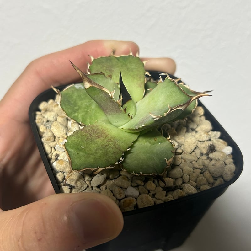 アガベ King Arthur キングアーサー 発根済み | アガベ専門店 Heart pla