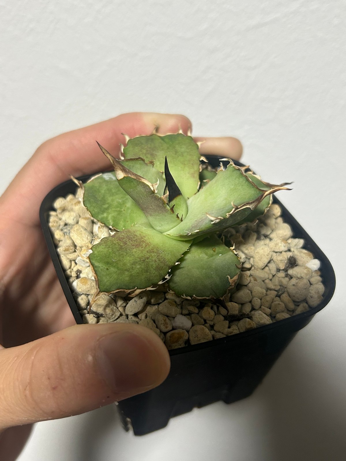 アガベ King Arthur キングアーサー 発根済み | アガベ専門店 Heart pla