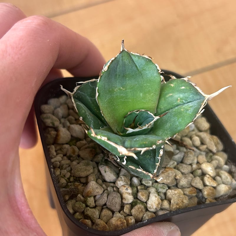 アガベ 超球体 極太鋸歯 HP033 