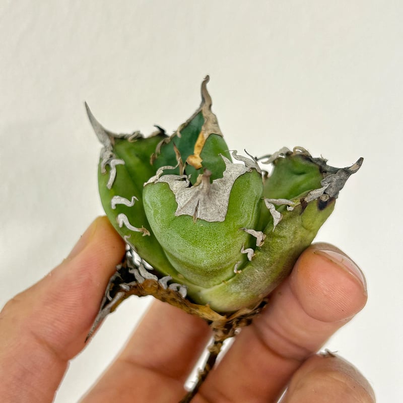 アガベ ヘルニア君 オアハカオテロイ 子株 | アガベ専門店 Heart plants.