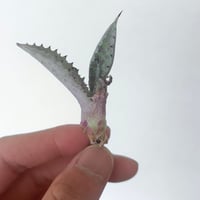 アガベ　A-1 銀狐×特白肌怒雷神　 huplantsタグ付き