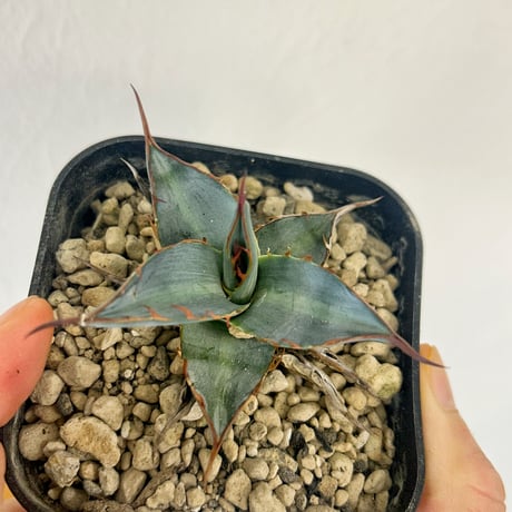 Heartplants