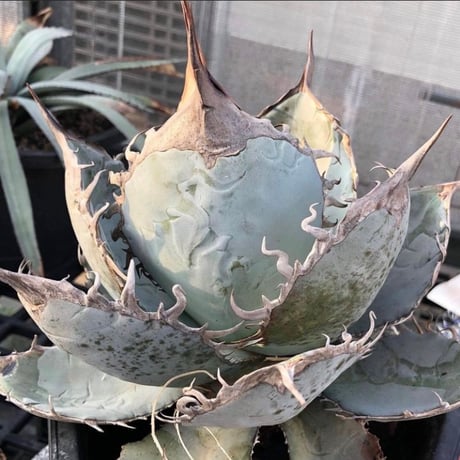 アガベ専門店 Heart plants.