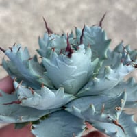 アガベ 妖蟹 ユタエンシス ×イシスメンシス | アガベ専門店 Heart plants.