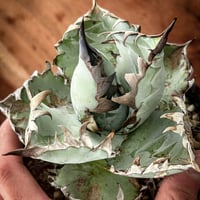 オバティフォリア オルカ 子株 | アガベ専門店 Heart plants.