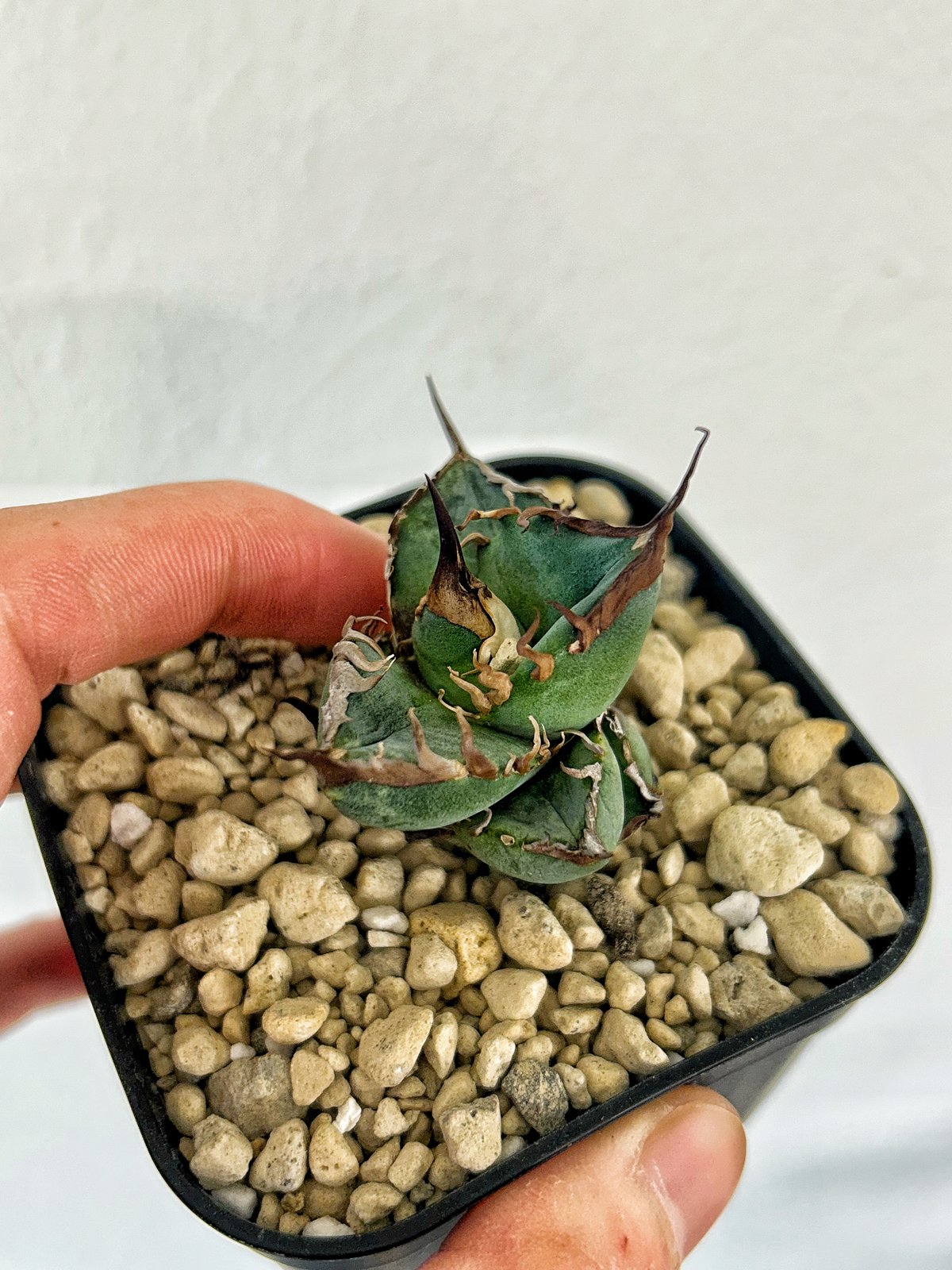 アガベ heart plants numbers 037 HP037 ムチムチ子株 | アガベ