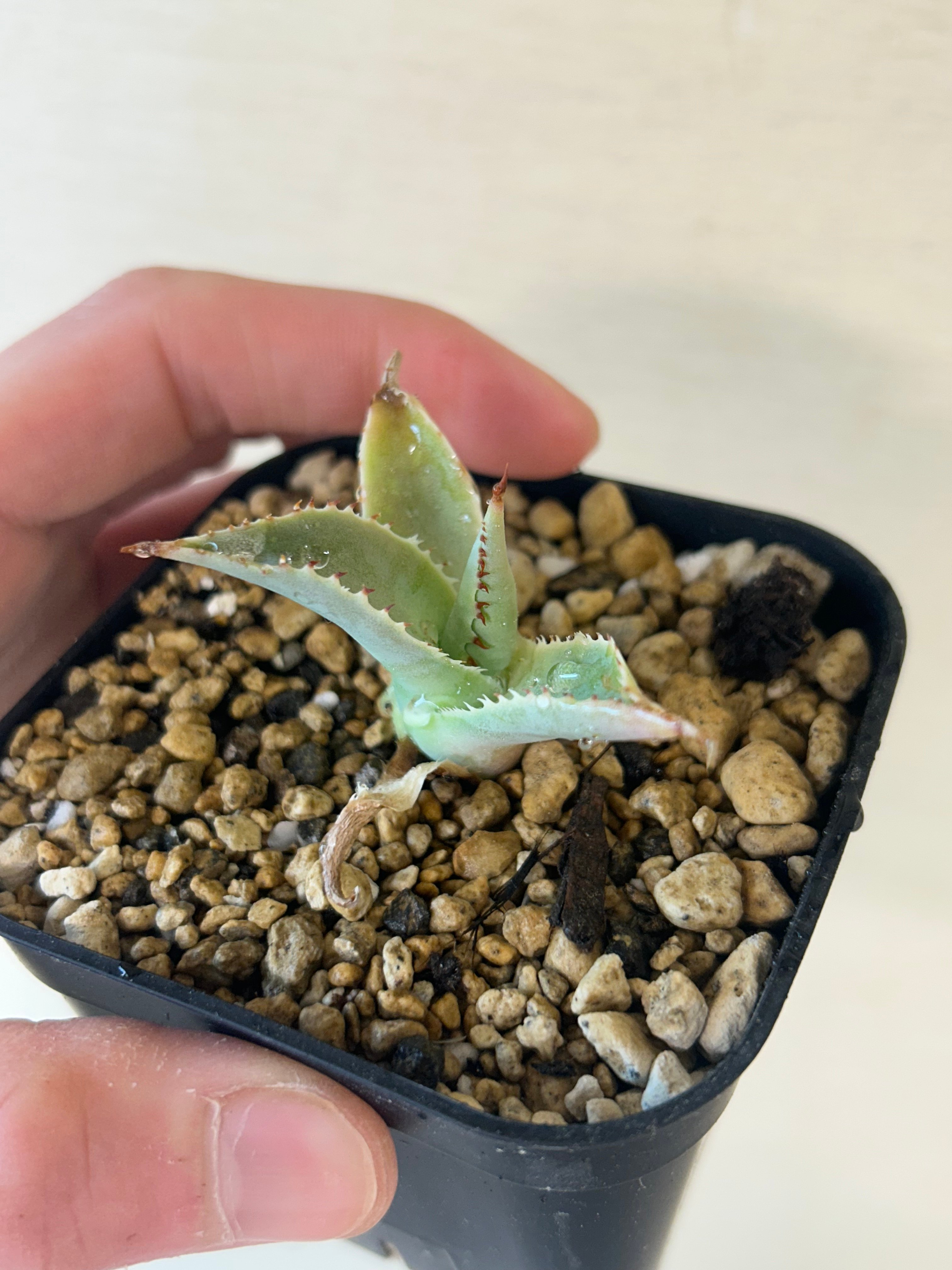 アガベ イシスメンシスハイブリッド 青葉 | アガベ専門店 Heart plants.
