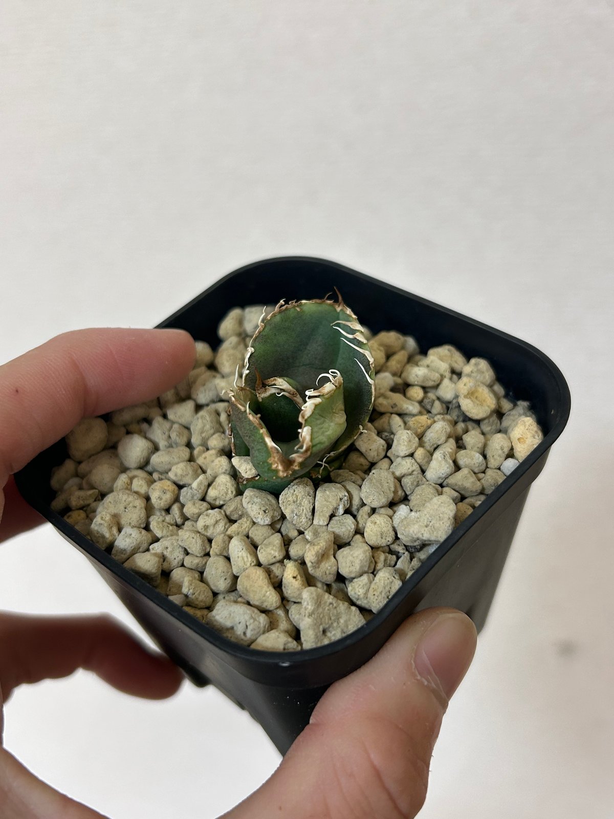 アガベ 蚩尤 OC子株 ブツブツ 裏棘 | アガベ専門店 Heart plants.