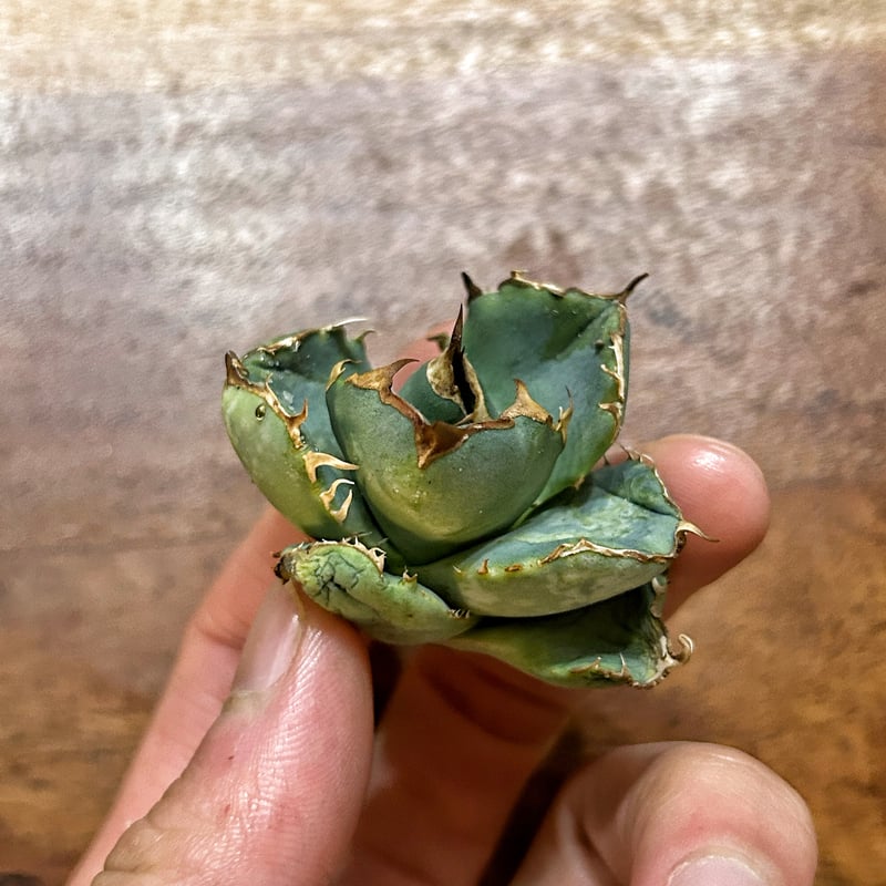 アガベ クラウンイーグル 冠鷲 発根済み | Heartplants アガベ クラウンイーグル 冠鷲 発根済み | Heartplants
