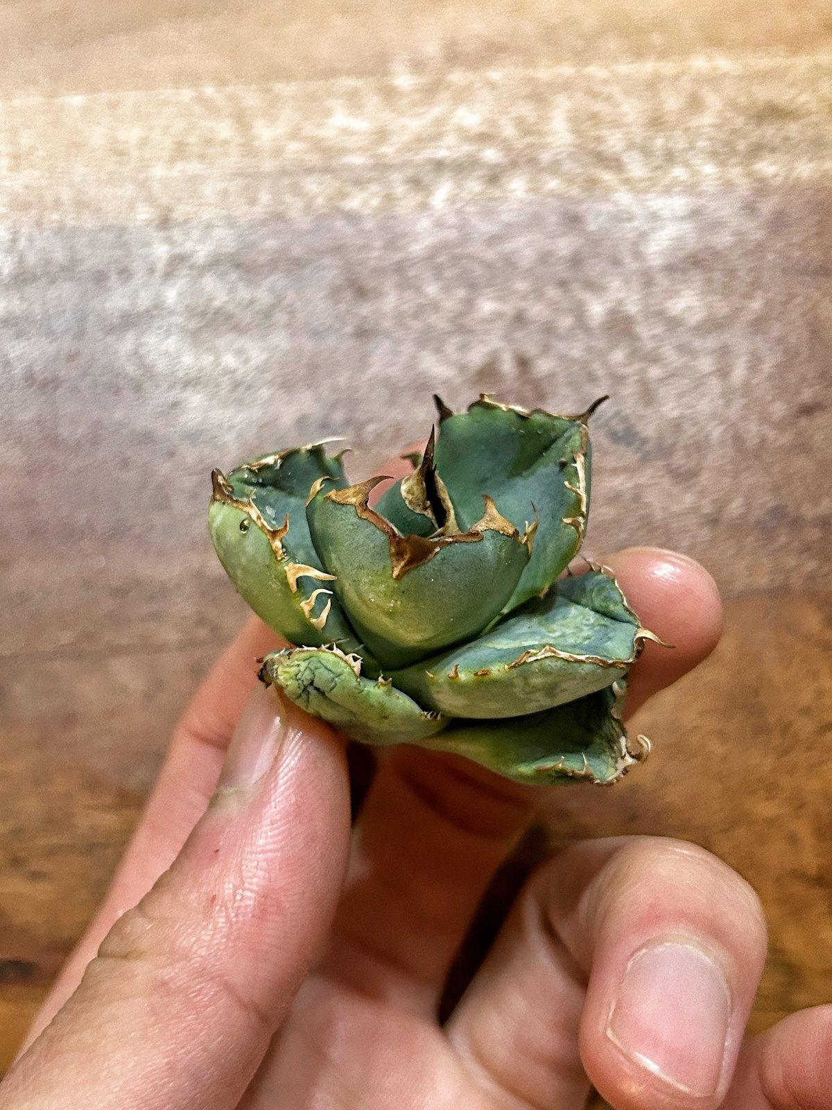 アガベ クラウンイーグル 冠鷲 発根済み | Heartplants アガベ クラウンイーグル 冠鷲 発根済み | Heartplants