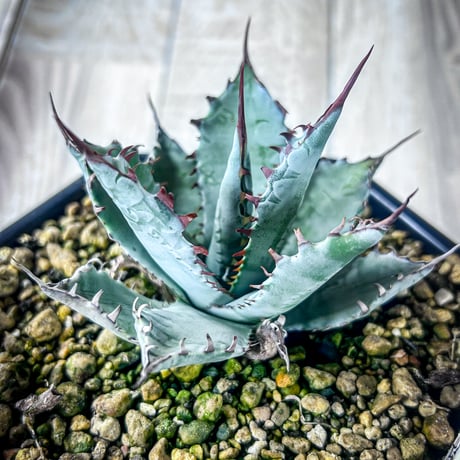 CATEGORY Agave | アガベ専門店 Heart plants.