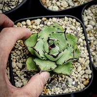 アガべ パリー オリザバ 子株 発根済み | アガベ専門店 Heart plants.