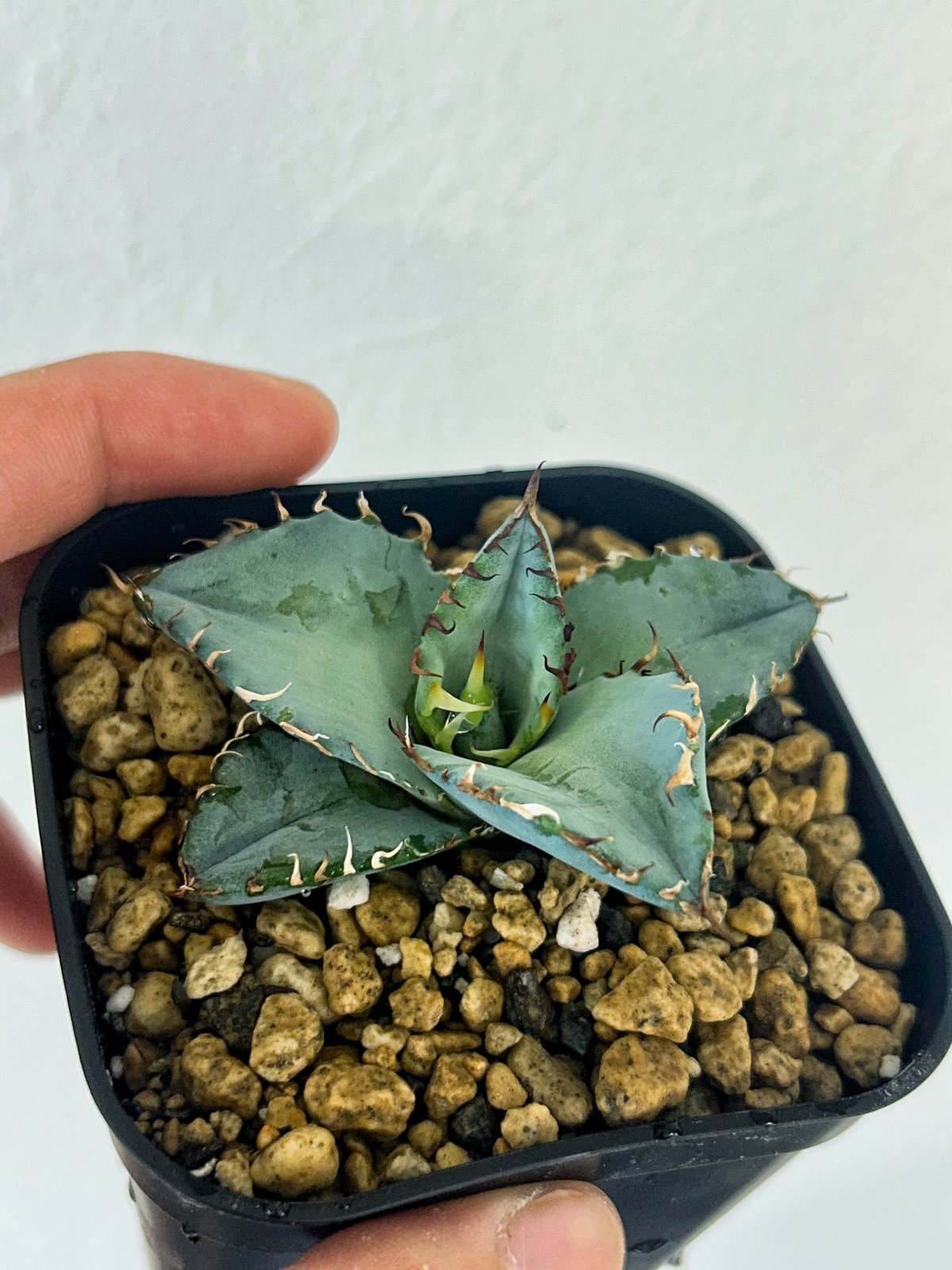 アガベ チタノタ ビースト BEAST Berlin産 アガベ チタノタ ビースト BEAST Berlin産 アガベチタノタ