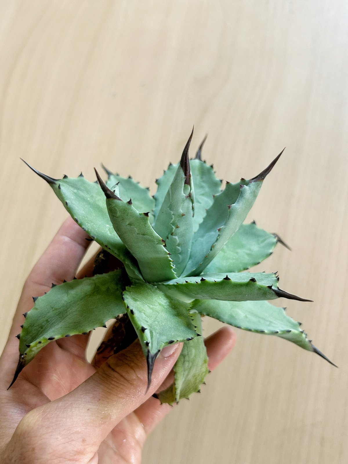 アガベ 超級龍爪×排棘八荒 希少ハイブリッド | アガベ専門店 Heart plants.