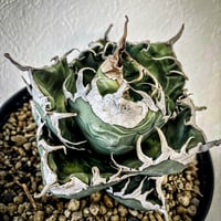 アガベ 氷海inspire 安曇野白鯨斑入 Heartplants育成株 子株