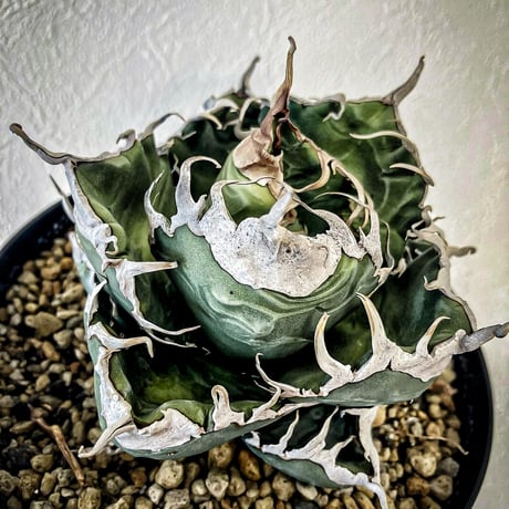 CATEGORY Agave | Heartplants CATEGORY Agave | Heartplants