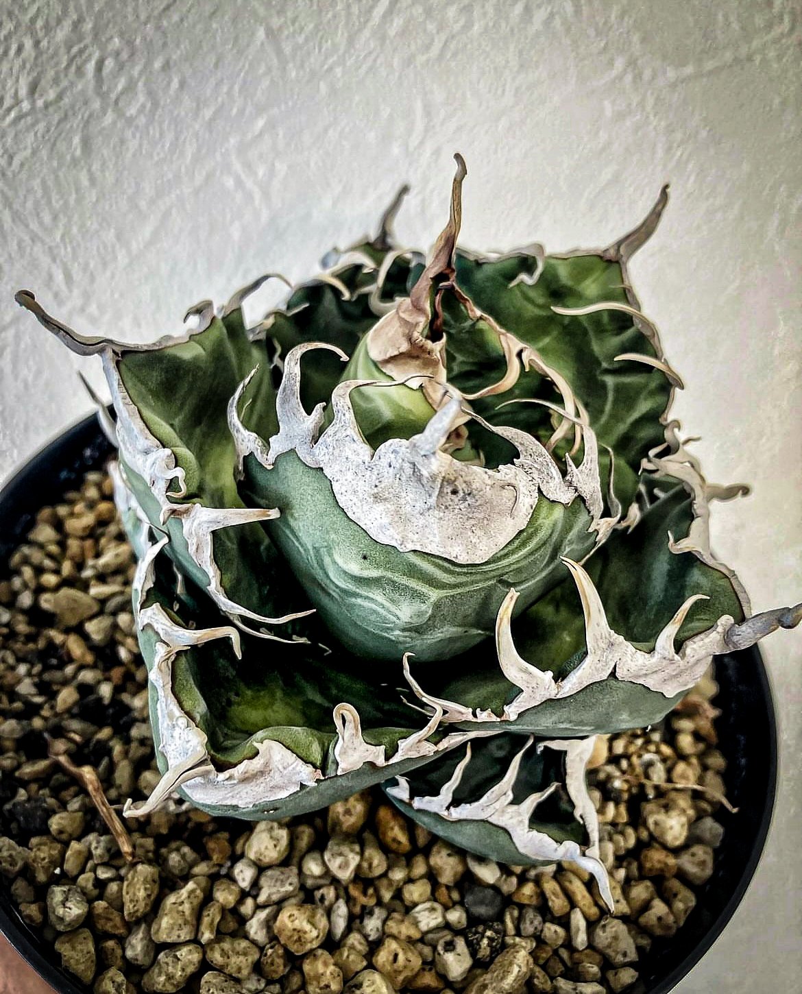 アガべ Heartplantsコレクション悪魔OC子株 | アガベ専門店 Heart plants.