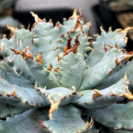 CATEGORY Agave | アガベ専門店 Heart plants.